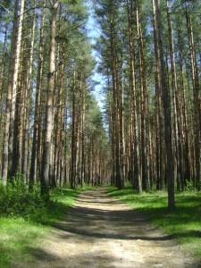 Яковлевский бор в заволжском районе г. Ярославля Яковлевский бор