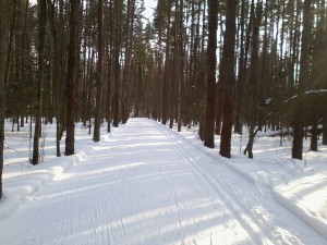 Красивые сосны и хорошая лыжня в Яковлевском бору