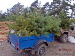 Высадка деревьев в Демино