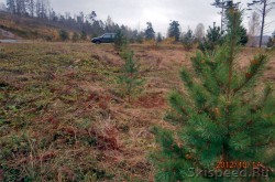 Высадка деревьев в Демино