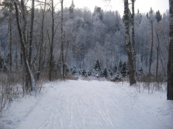 Лыжня в Белкино Суск в березках