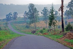 Фото второго спуска лыжероллерной трассы в Демино