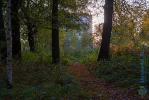 Фото - Осенние пробежки и тренировки 2015. Березовая роща