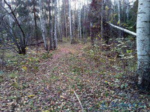 Фото тренировочной трассы в михайловском лесу Ярославского района
