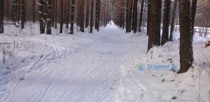 Фото - Лыжная трасса в Яковлевском бору Ярославля