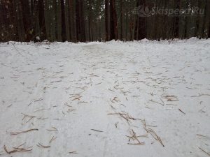 Лыжная трасса в еловых иголках (Ярославль)