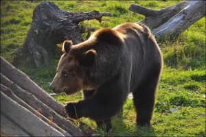 Фото животных - Экскурсия в Ярославский зоопарк