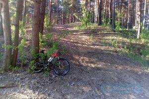 Фото природы леса - Дистанция велогонки кросс-кантри в Рыбинске