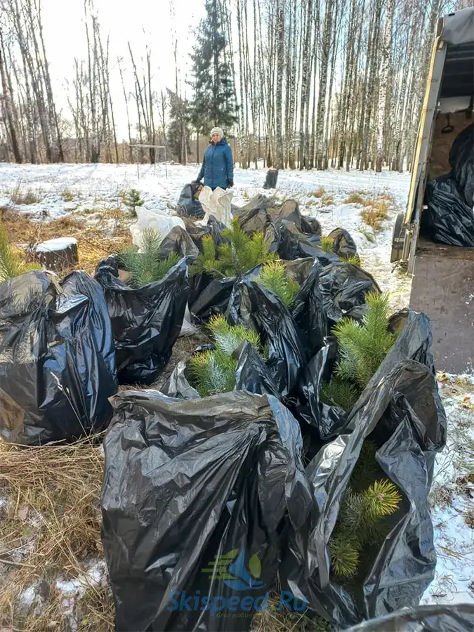 Саженцы сосен в парке Рыбинска